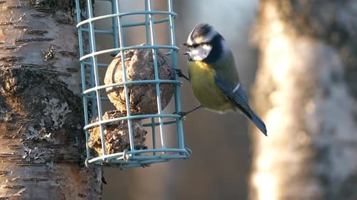 Blaumeise (Cyanistes caeruleus) auf Vogelhäuschen singt und Samen pickt, Zeitlupe