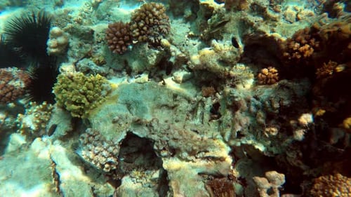 Vibrant Coral Reef Ecosystem with Fish and Urchins