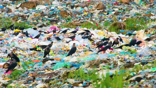 Birds Scavenging for Food in a Trash Dump