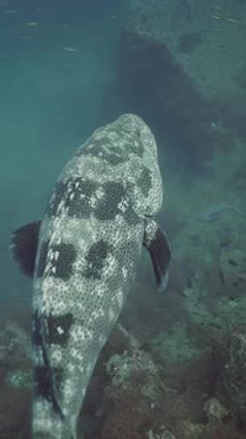 Spotted Grouper Swimming Near Reef