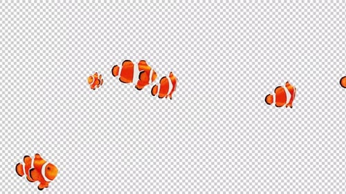 Transparenter Hintergrund mit schwimmendem Clownfisch 2