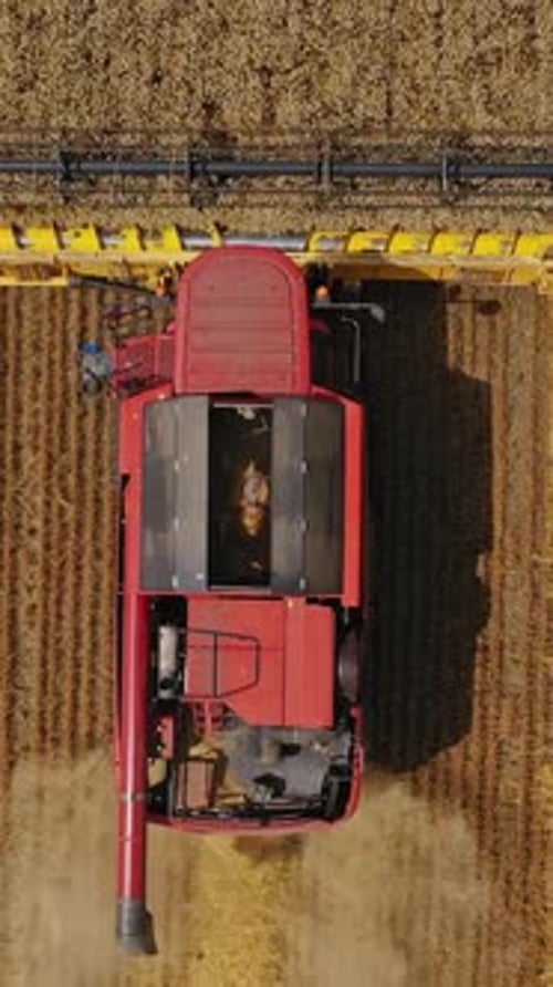 Vue aérienne de la moissonneuse-batteuse travaillant sur le grand champ de blé. Saison de récolte. Vidéo verticale