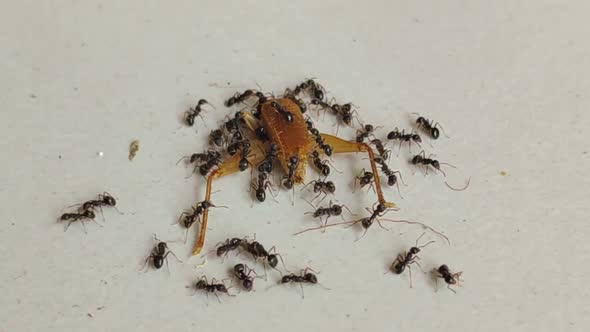 Close-Up of Ants Dissecting a Locust Body in Natural Decomposition ...