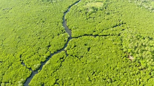 Aerial View of Mangrove Forest and River
