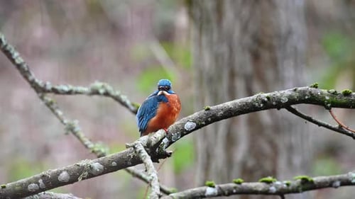 Male kingfisher (Alcedo atthis) sitting on a branch looking for prey.