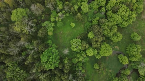 Top View Of Deciduous Trees In The Forest Near Schomberg, Ontario, Canada. Aerial Shot
