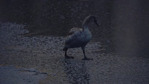 duck walking at frozen lake, wildlife at cold winter,