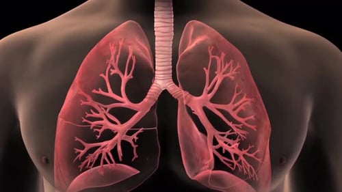 3D Human Lungs and Respiratory System Animation