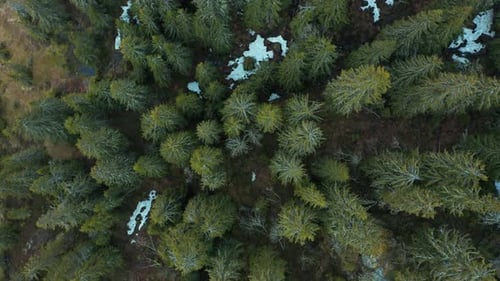 Dense Forest Of Beautiful Evergreen Trees With Melting Snow In Skrim Mountain During Spring In Telem