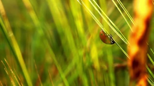 Ladybug on Grass/Ladybird on Green Grass at Meadow/Red Ladybug Closeup/Insect on Green Grass in S...