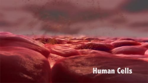 Close-up view of human cells under microscope