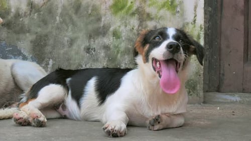 Closeup of Lonely Stray Dog Lying on the Floor in Shelter Suffering Hungry Miserable Life