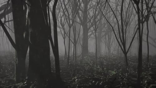 Dark Foggy Forest