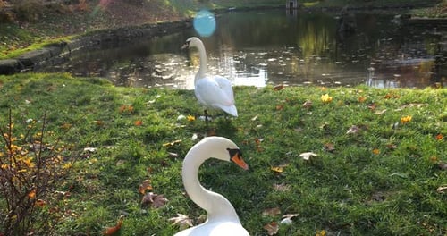 White swans in the autumn park.