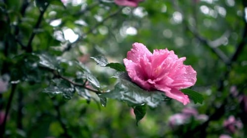 Water Drop Falling