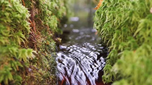 A beautiful small forest river in autumn