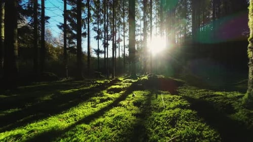 Drone Flying Low At Pine Tree Forest With Sunlight Shining