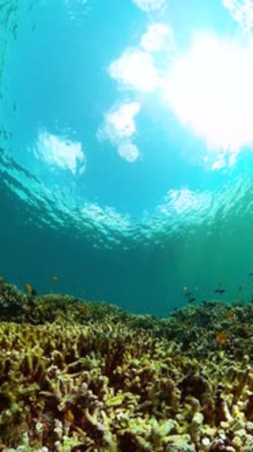 Coral Reef and Marine Fish Underwater World Scene