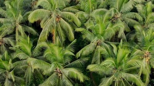 Coconut Palms In The Heart Of The Jungle