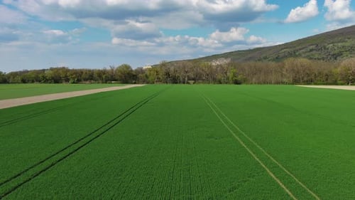 Flying Over Green Agriculture Fields in Spring