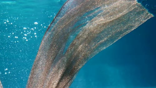 Beautiful Golden Shiny Fabric Swimming in Blue Water of Magical Sea Fabulous Underwater Shot