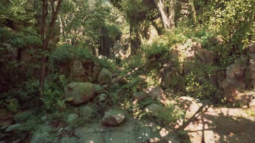 An Aerial View of a Forest with Rocks and Trees Mountain Path