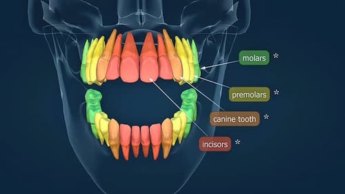 3D Labeled Human Dentition Animation for Medical Education