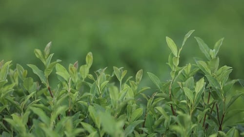 Tea Leaves Young Green Leaves on the Tea Bush Close Up Tea Bush on Plantations in Morning Light Raw