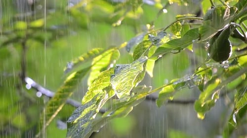 Rain Falling on Fresh Green Tree Leaves