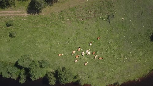Herd of cows grazing on a grassy field near by a lake, capturing the natural landscape and livestock