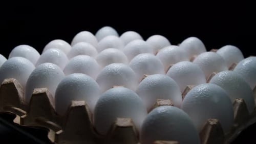 Wet, White Eggs Sit Close Together in Carton