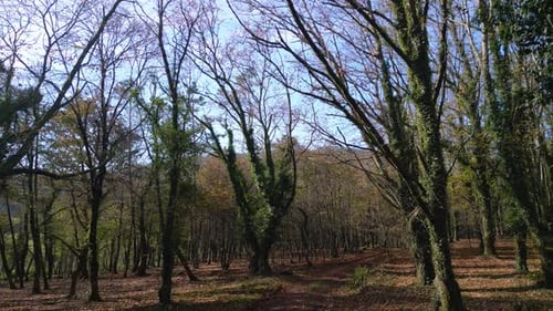 Branches And Trunks Of Trees Covered With Lush Green Vegetations. Pullback Shot