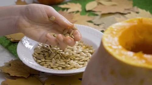 Seeds Collected From Pumpkin During Halloween