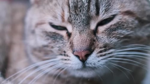 Gato malhado com olhos verdes olhando para a câmera