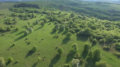 Green Meadow in the Spring, Countryside Hills from Above, Aerial View