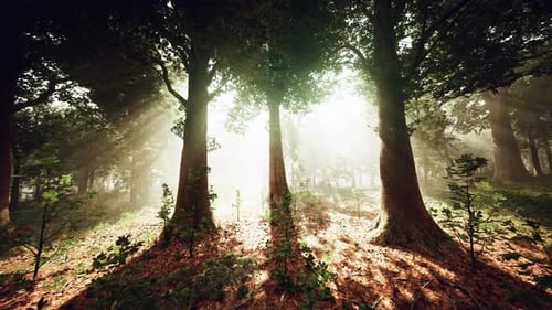 Rays of Bursting Sunlight in a Misty Forest