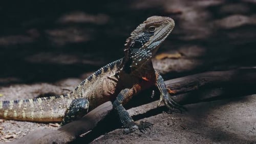 Sunkissed Lizard And Water Dragon Exhibit Striking Colors And Commanding Postures In Natural Habitat
