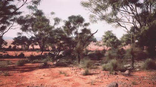 A Serene Landscape with a Cluster of Trees in a Vast Open Field