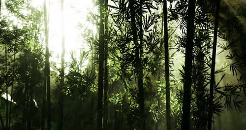 Sunlight Filters Through Dense Bamboo Forest in Tranquil Nature Setting