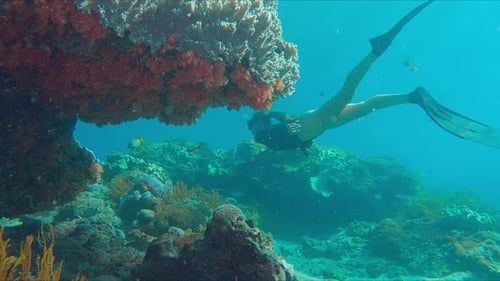Woman Freediver Enjoys Swimming on the Reef Young Female Freediver Swims Underwater and Explores the