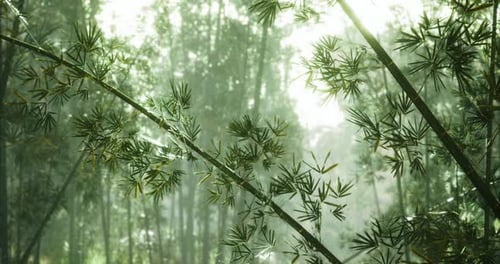 Lush Bamboo Forest Thriving in Soft Morning Light Near a Serene Landscape