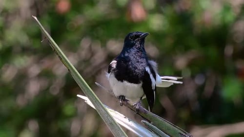 The Oriental magpie-robin is a very common passerine bird in Thailand in which it can be seen anywhe
