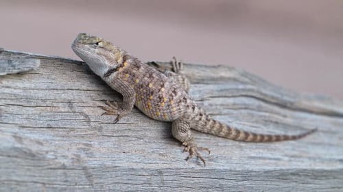 Spiny Lizard in the Escalante desert in Utah