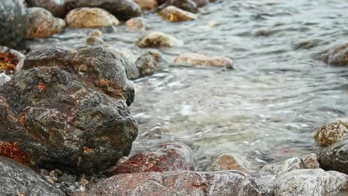 Clear Water Flows Between Rounded Rocks on Pebbly Beach Waves Wash Over Stones with Seaweed Scene