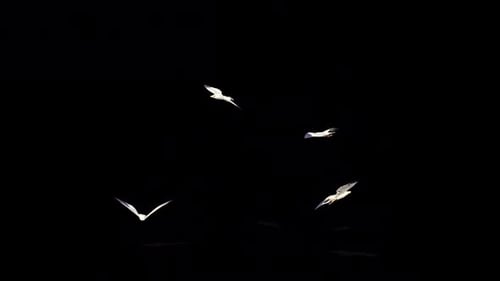 Seagulls Flying Idle