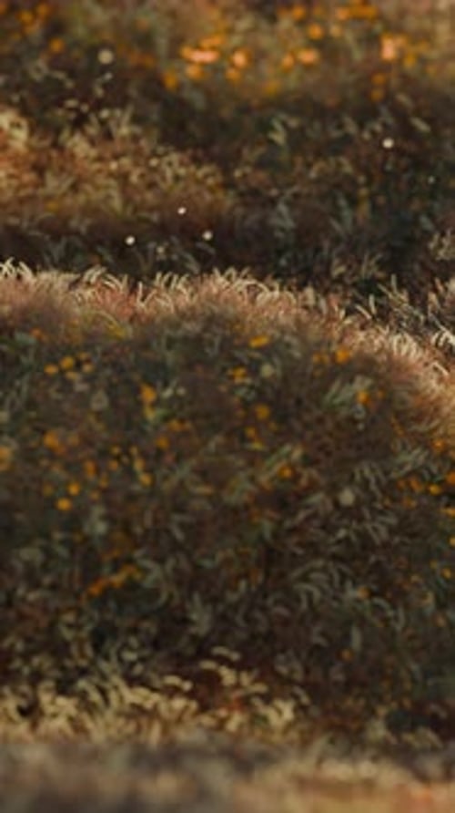 Wavy Grass 3d Loop Animation