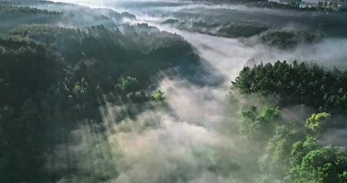 Foggy forest and valley in autumn at sunrise.