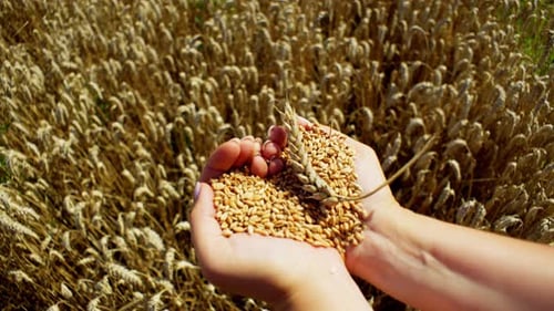 A Person's Gesture of Holding Wheat in Front of a Field Represents Agriculture
