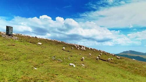White sheep grazing on the green mountain slope. Azure sky with soft fluffy clouds at backdrop.