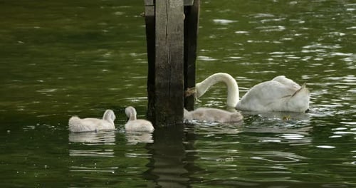 Familie der Höckerschwäne, New Forest, Hampshire, England